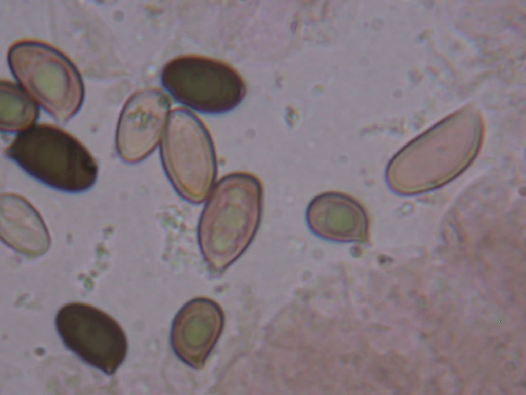 Kheops... Kephren...o ???  QUIZ